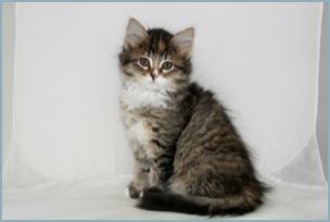 Female Siberian Kitten from Deedlebug Siberians